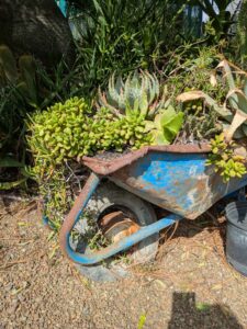 image from Ruth Bancroft Garden in Walnut Creek - April 2024