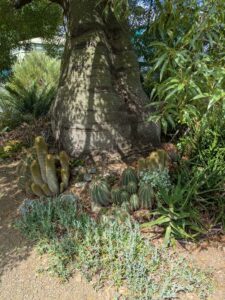 image from Ruth Bancroft Garden in Walnut Creek - April 2024
