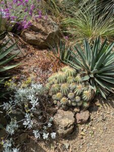 image from Ruth Bancroft Garden in Walnut Creek - April 2024