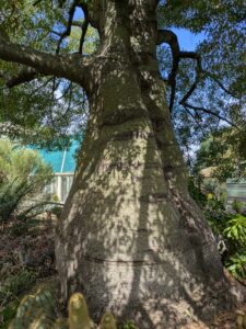 image from Ruth Bancroft Garden in Walnut Creek - April 2024