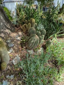 image from Ruth Bancroft Garden in Walnut Creek - April 2024