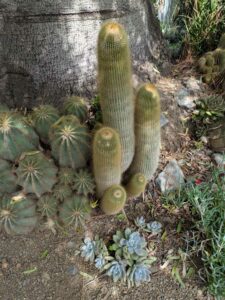 image from Ruth Bancroft Garden in Walnut Creek - April 2024