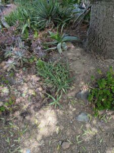 image from Ruth Bancroft Garden in Walnut Creek - April 2024