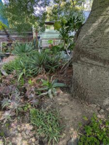 image from Ruth Bancroft Garden in Walnut Creek - April 2024