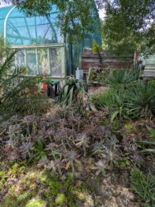 image from Ruth Bancroft Garden in Walnut Creek - April 2024