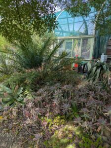 image from Ruth Bancroft Garden in Walnut Creek - April 2024