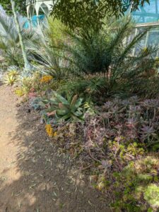 image from Ruth Bancroft Garden in Walnut Creek - April 2024