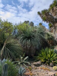 image from Ruth Bancroft Garden in Walnut Creek - April 2024