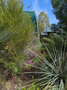 image from Ruth Bancroft Garden in Walnut Creek - April 2024