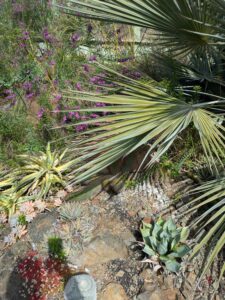 image from Ruth Bancroft Garden in Walnut Creek - April 2024
