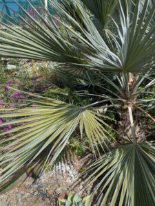 image from Ruth Bancroft Garden in Walnut Creek - April 2024