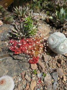 image from Ruth Bancroft Garden in Walnut Creek - April 2024