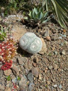 image from Ruth Bancroft Garden in Walnut Creek - April 2024