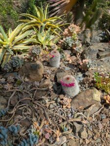 image from Ruth Bancroft Garden in Walnut Creek - April 2024