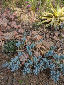 image from Ruth Bancroft Garden in Walnut Creek - April 2024