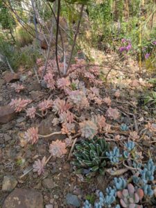 image from Ruth Bancroft Garden in Walnut Creek - April 2024