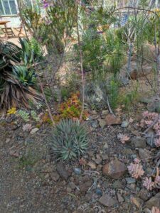 image from Ruth Bancroft Garden in Walnut Creek - April 2024