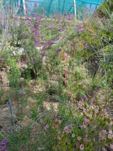 image from Ruth Bancroft Garden in Walnut Creek - April 2024