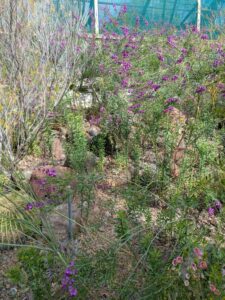 image from Ruth Bancroft Garden in Walnut Creek - April 2024