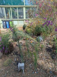 image from Ruth Bancroft Garden in Walnut Creek - April 2024