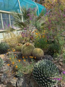 image from Ruth Bancroft Garden in Walnut Creek - April 2024