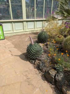 image from Ruth Bancroft Garden in Walnut Creek - April 2024