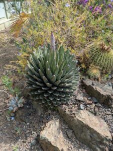 image from Ruth Bancroft Garden in Walnut Creek - April 2024