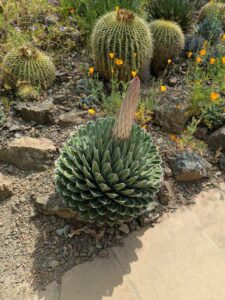 image from Ruth Bancroft Garden in Walnut Creek - April 2024