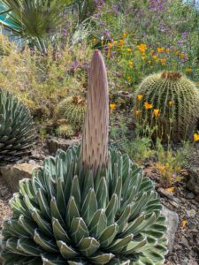 image from Ruth Bancroft Garden in Walnut Creek - April 2024