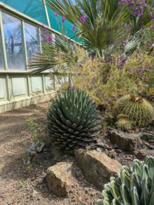 image from Ruth Bancroft Garden in Walnut Creek - April 2024