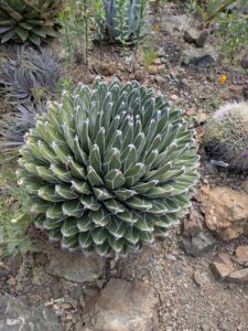 image from Ruth Bancroft Garden in Walnut Creek - April 2024