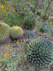 image from Ruth Bancroft Garden in Walnut Creek - April 2024