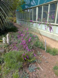 image from Ruth Bancroft Garden in Walnut Creek - April 2024