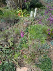 image from Ruth Bancroft Garden in Walnut Creek - April 2024
