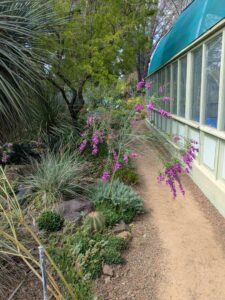 image from Ruth Bancroft Garden in Walnut Creek - April 2024
