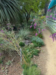 image from Ruth Bancroft Garden in Walnut Creek - April 2024