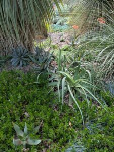 image from Ruth Bancroft Garden in Walnut Creek - April 2024