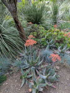 image from Ruth Bancroft Garden in Walnut Creek - April 2024