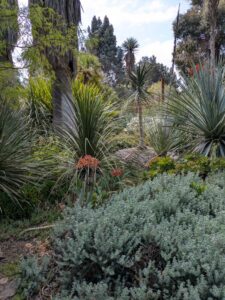 image from Ruth Bancroft Garden in Walnut Creek - April 2024