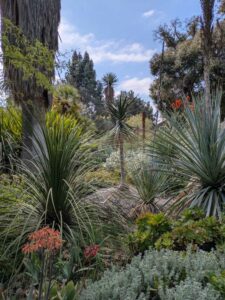 image from Ruth Bancroft Garden in Walnut Creek - April 2024