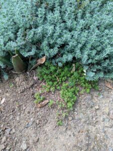 image from Ruth Bancroft Garden in Walnut Creek - April 2024