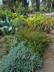 image from Ruth Bancroft Garden in Walnut Creek - April 2024