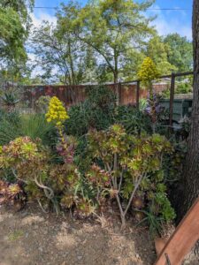 image from Ruth Bancroft Garden in Walnut Creek - April 2024
