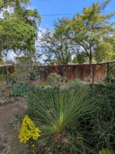 image from Ruth Bancroft Garden in Walnut Creek - April 2024