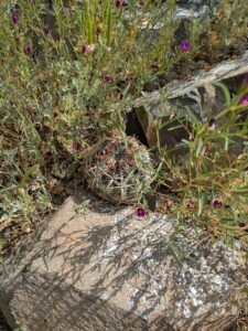 image from Ruth Bancroft Garden in Walnut Creek - April 2024