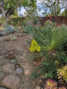 image from Ruth Bancroft Garden in Walnut Creek - April 2024