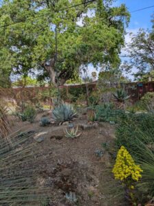 image from Ruth Bancroft Garden in Walnut Creek - April 2024