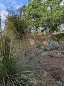 image from Ruth Bancroft Garden in Walnut Creek - April 2024