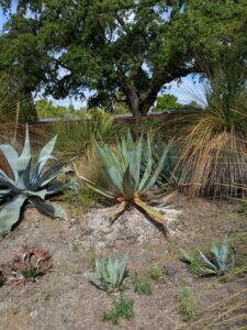 image from Ruth Bancroft Garden in Walnut Creek - April 2024