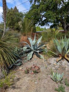 image from Ruth Bancroft Garden in Walnut Creek - April 2024